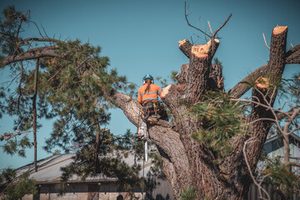 tree removal
