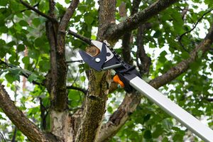 tree care